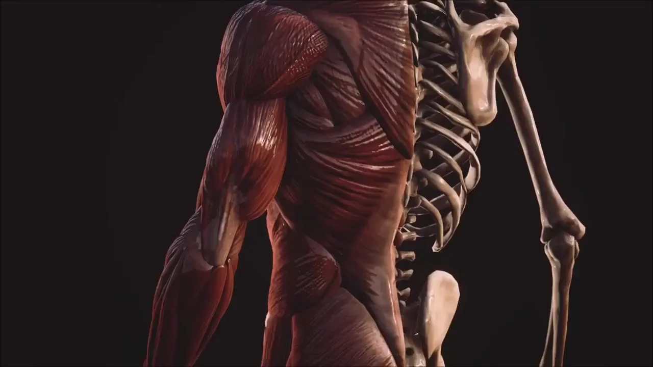 Scientific 3D animation of anatomy